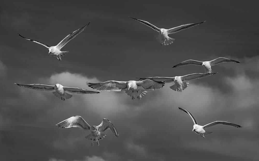 Seagulls in Formation, Cannon Beach, OR