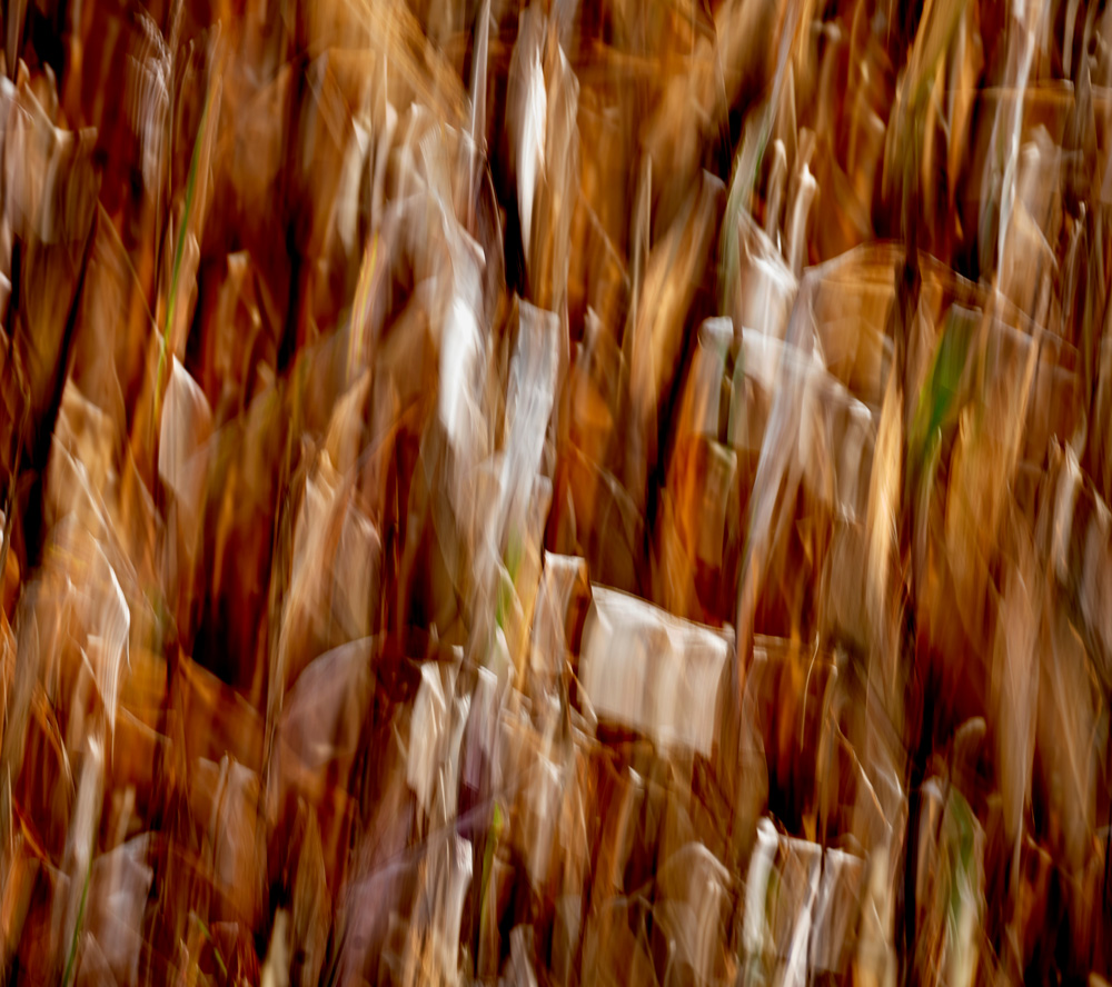 Camera movement of corn