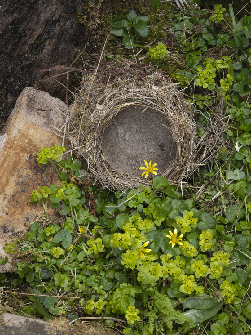 Song thrush's nest, Talm, Eigg. Scotland