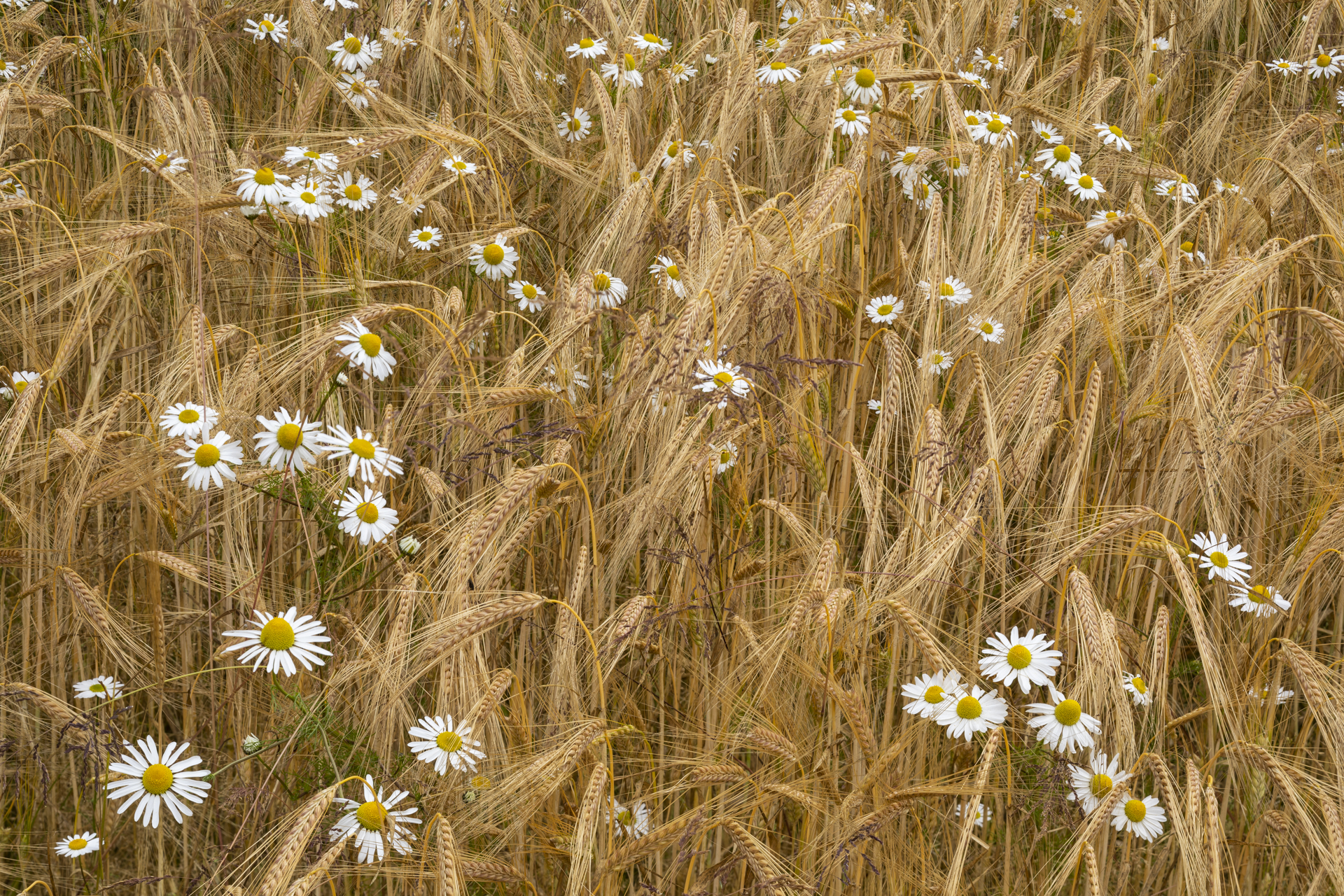 Giant Daisy (Leucanthemella serotina) and Barley, Main of Bridgeton, Scotland