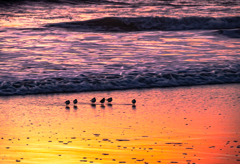 Shorebirds Foraging at Sunset