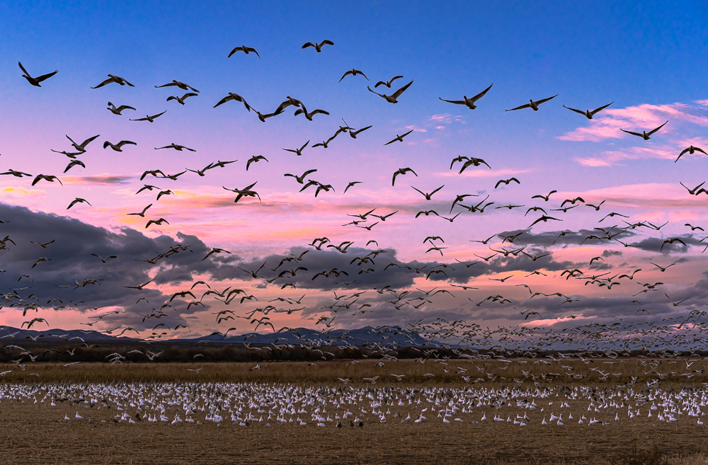 Snow Geese at Sunset, Bosque Del Apache, NM