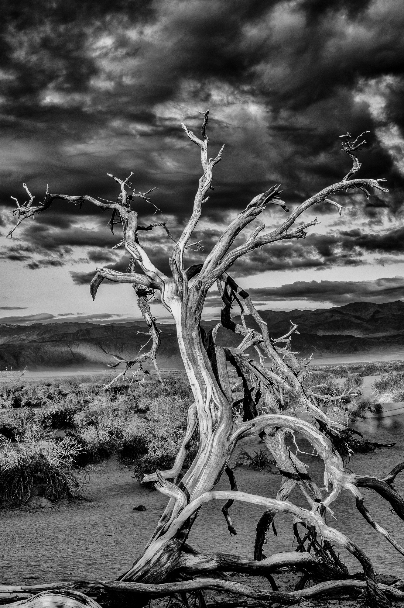 Death Valley Tree final 