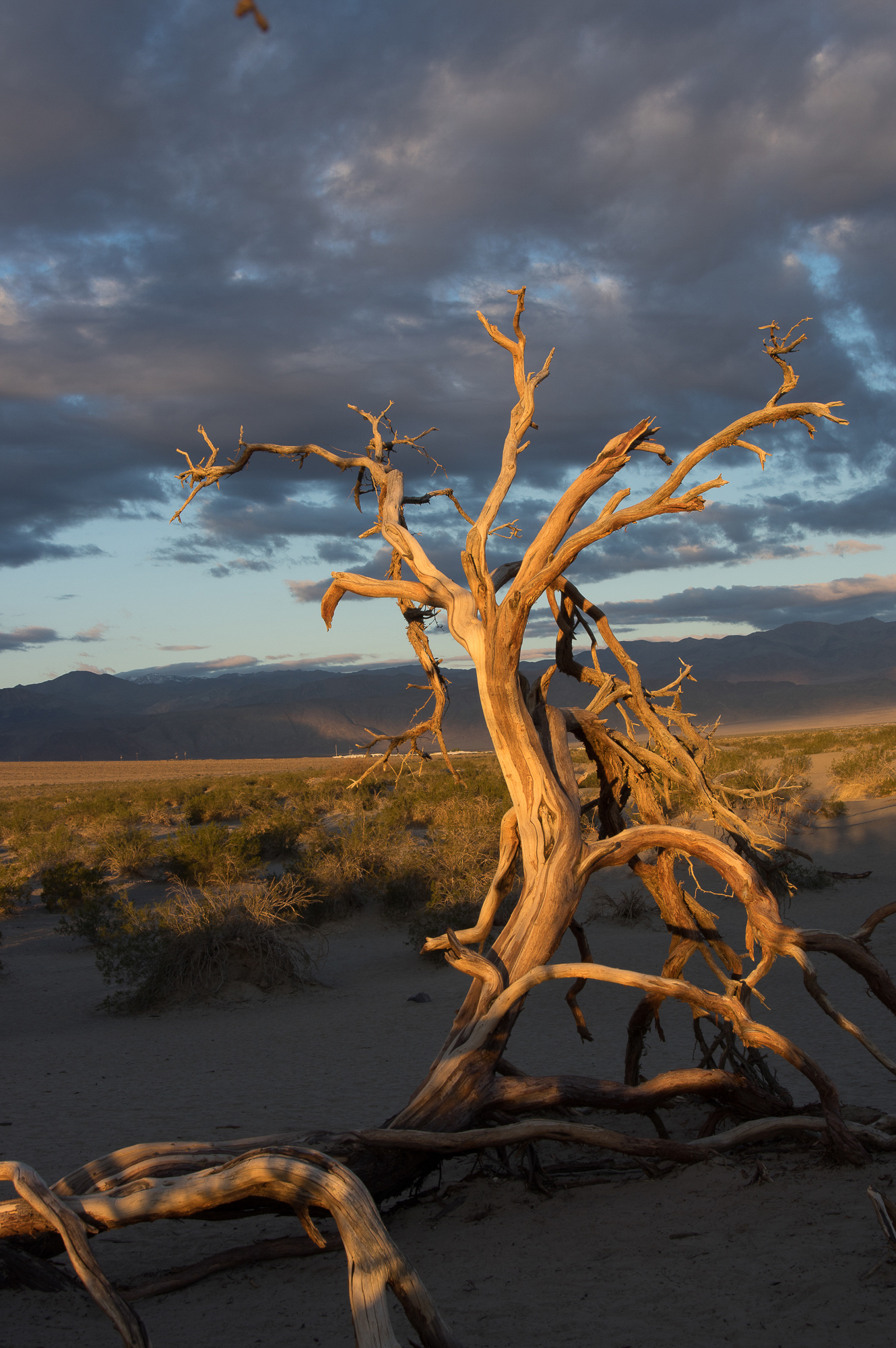 Death Valley Tree original