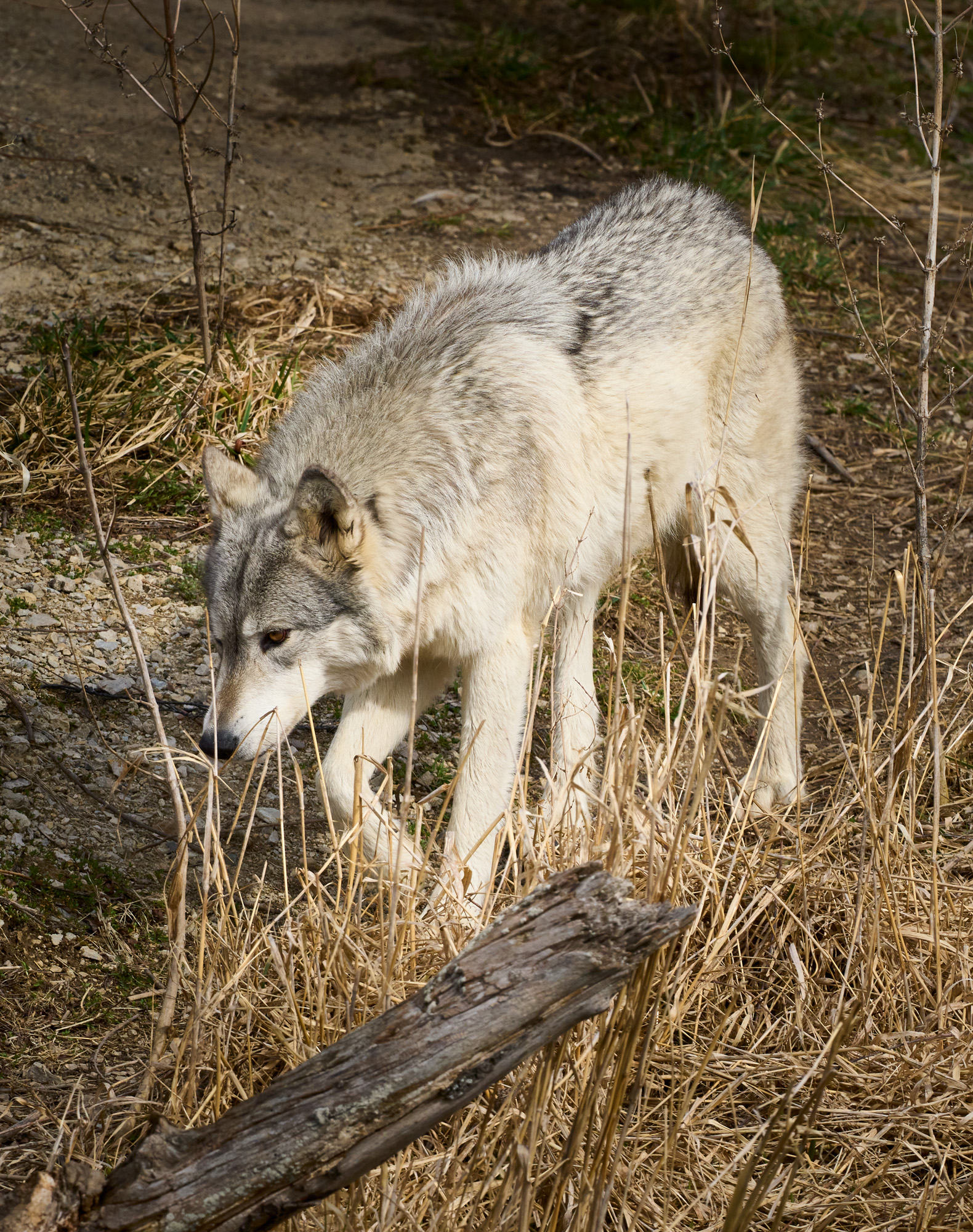 https://photopxl.com/pxl-content/uploads/2021/03/DSC01130-Wolf-Park_46.jpg