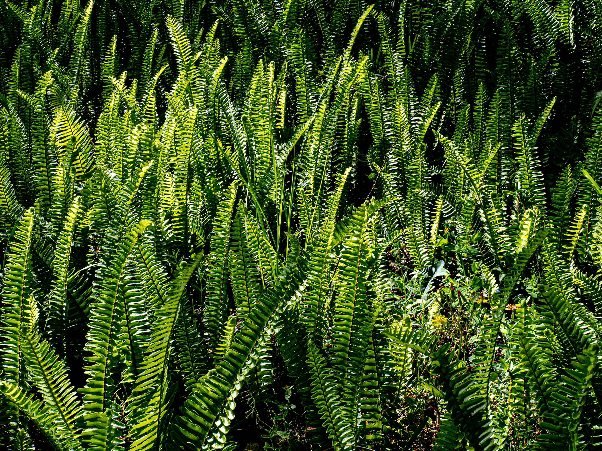 Ferns-and-the-Sun