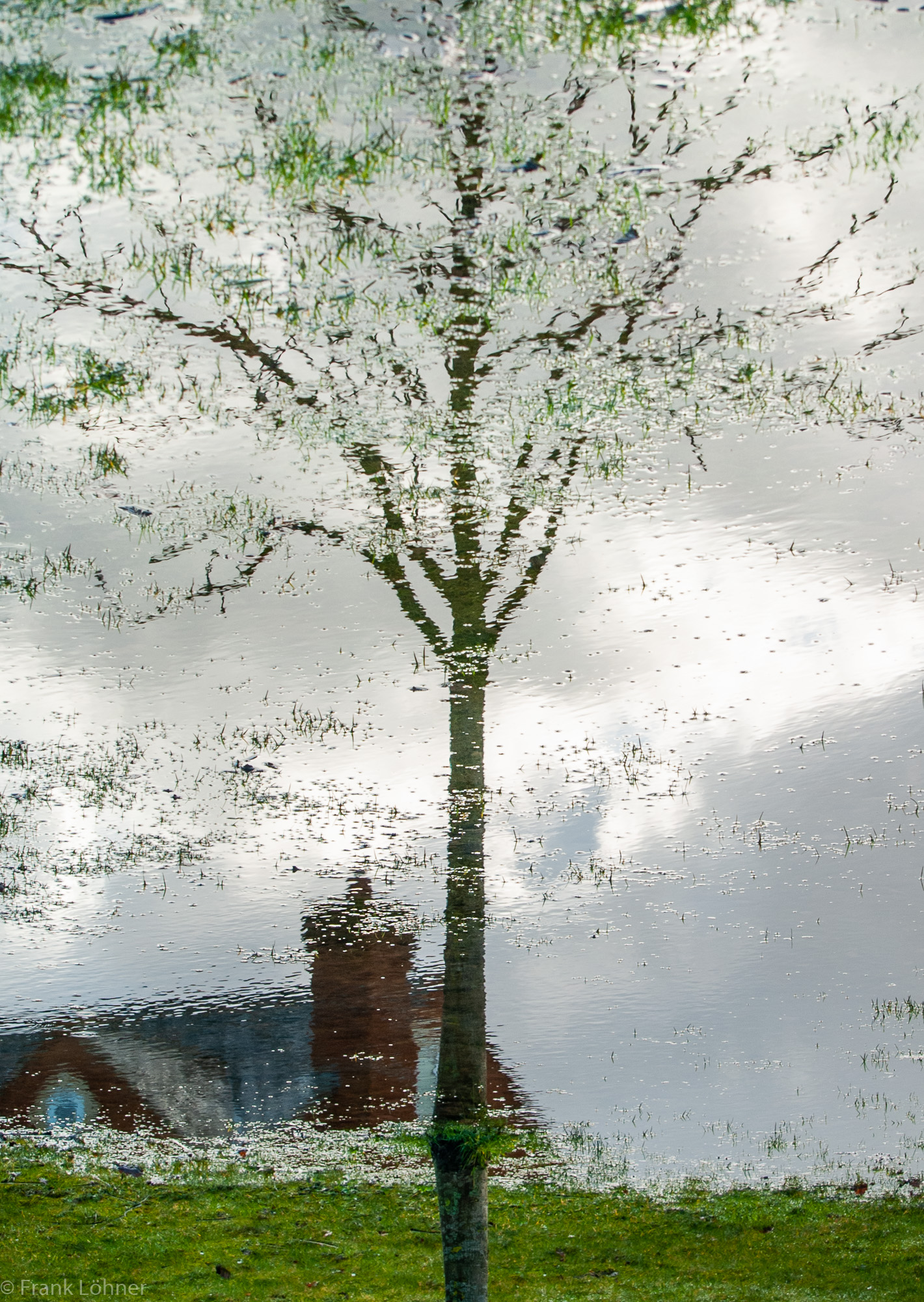 Tree-reflection