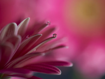 How to Work With Flash in Macro Photography
