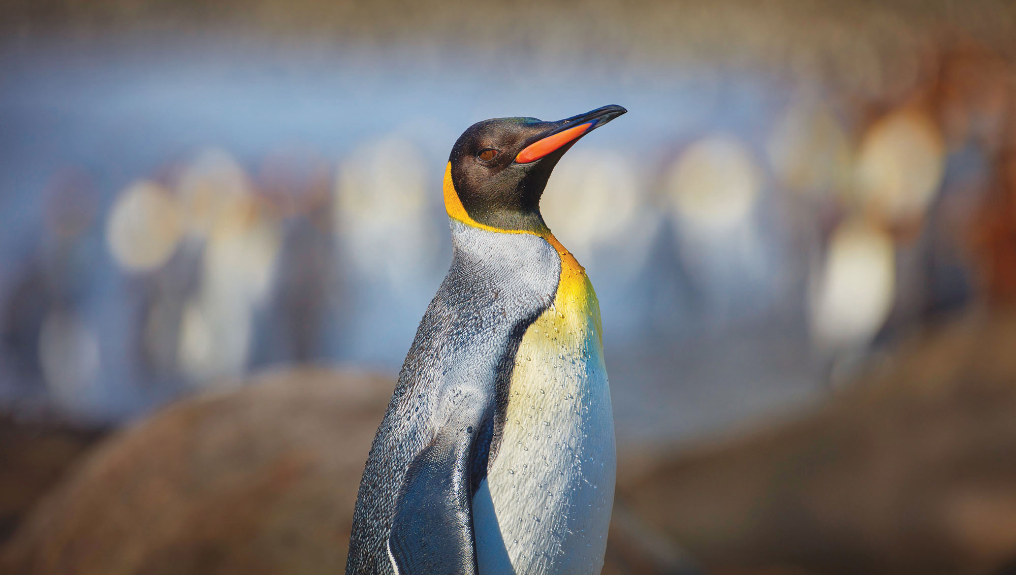 King Penguin, Gold Harbour, South Georgia. Canon EOS 1DX, 200-400mm @ 400mm, f4.5 @ 1/2000 second, ISO 100