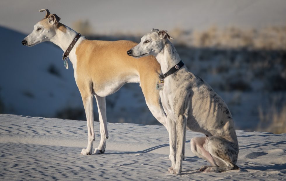 Whippets at White Sands