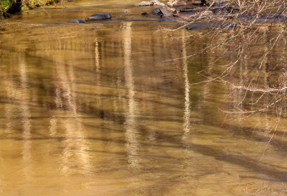 Birches in a Muddy Stream