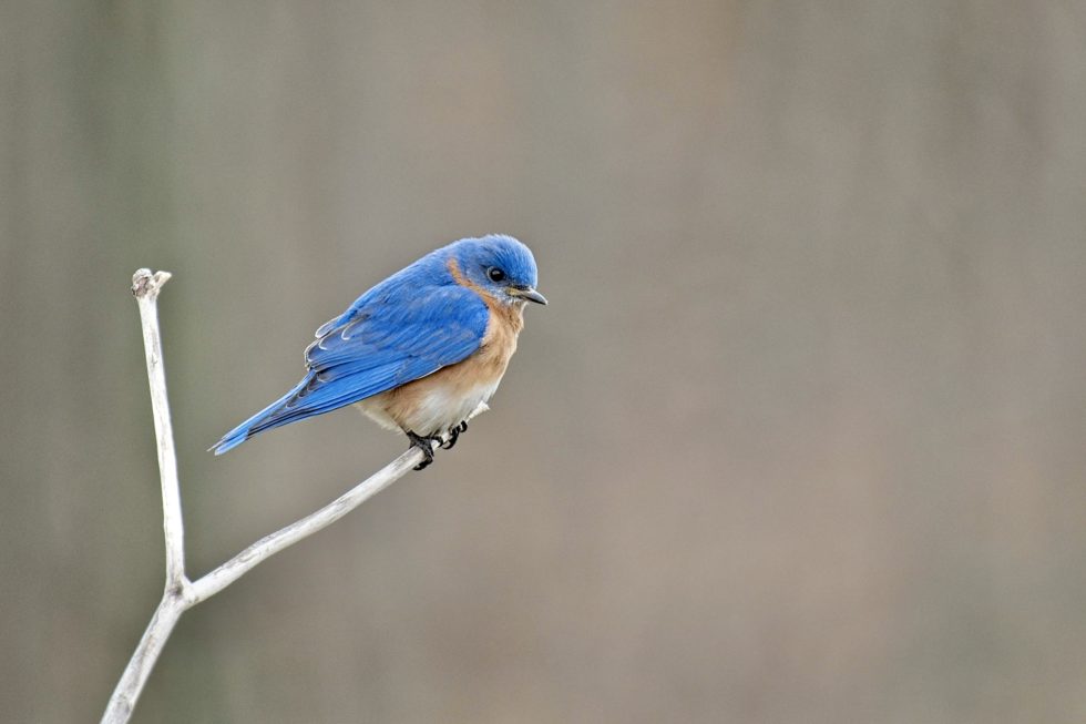 First bluebird of th season