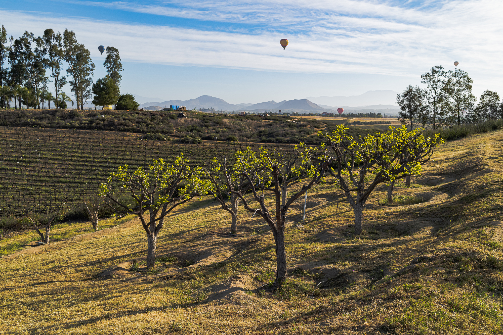 Hot Air Balloons above Vineyards, Temecula, CA