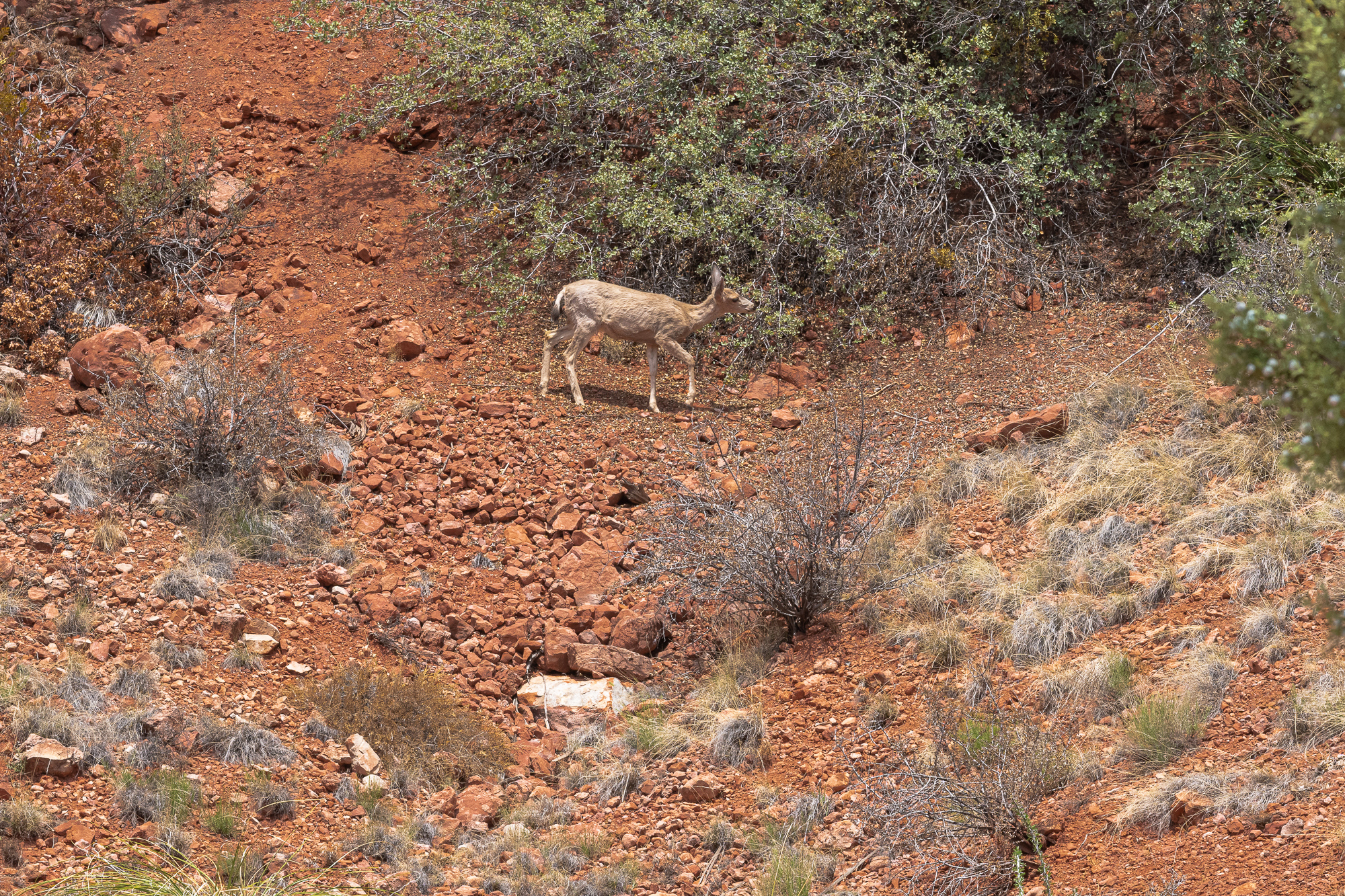 Young Mule Deer Foraging
