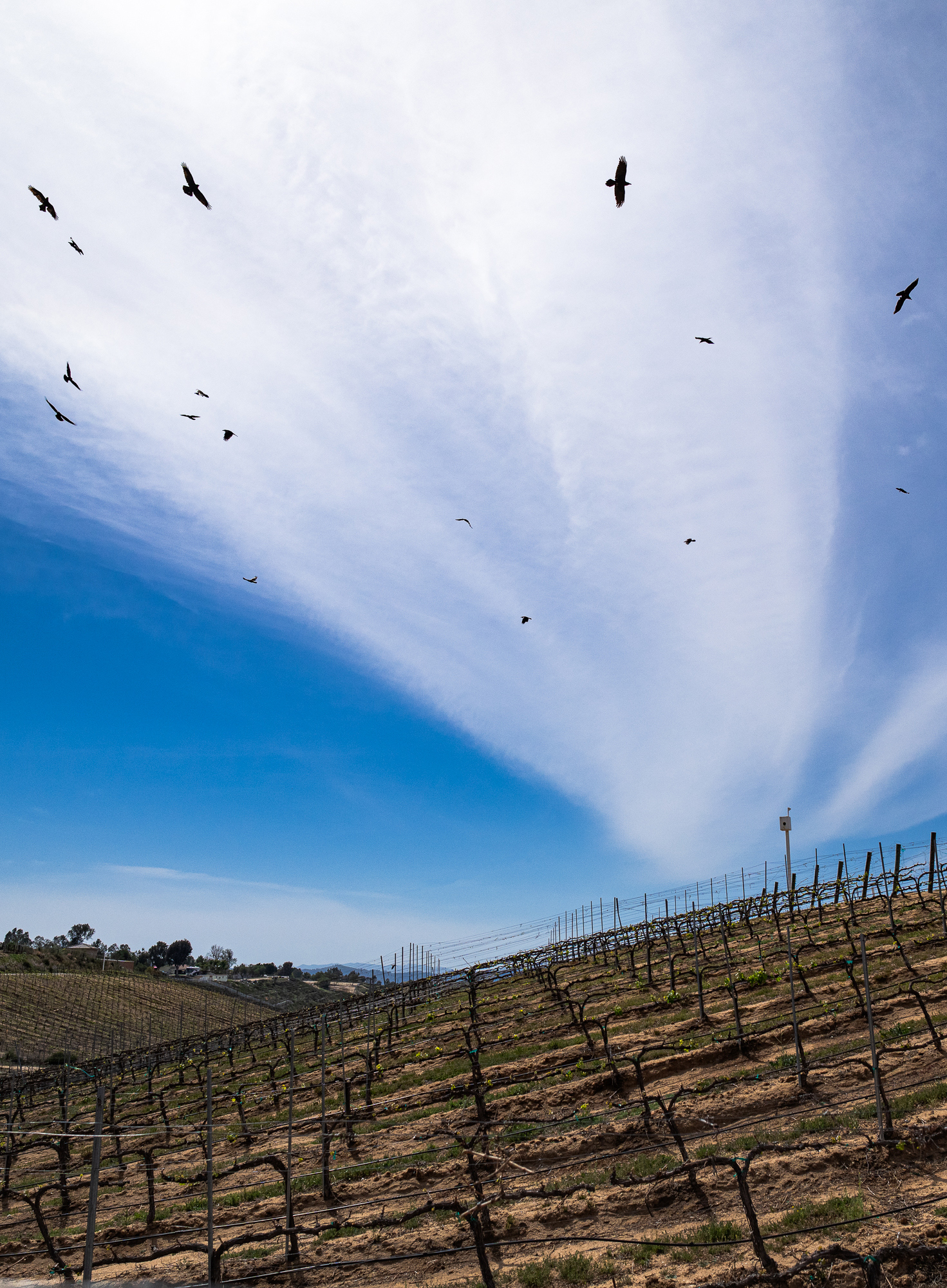 Ravens Circling a Dormant Vineyard in Temecula, CA