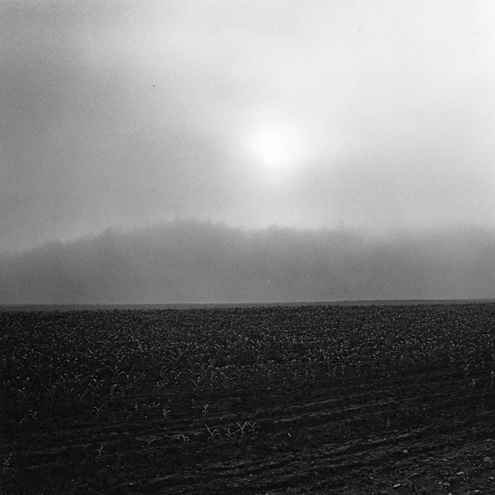 Fog and Field, Vermont