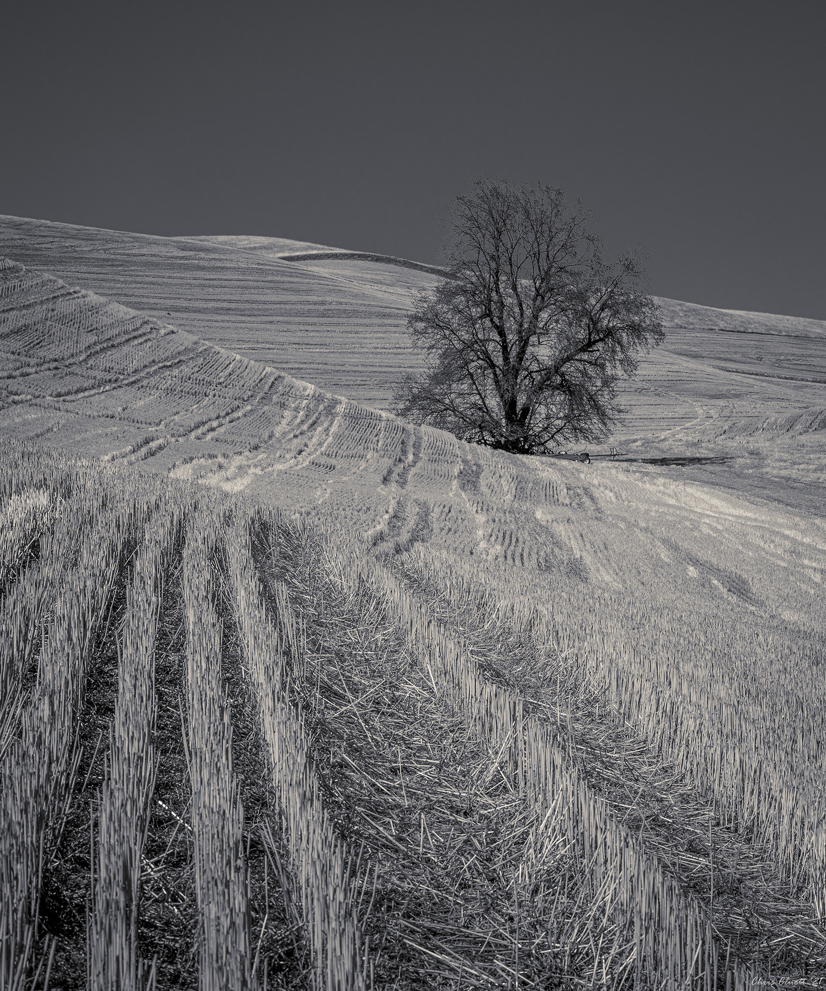 Strong lines in black and white offer a stark representation of this early period in the overall lifecycle of the agriculture of the Palouse.