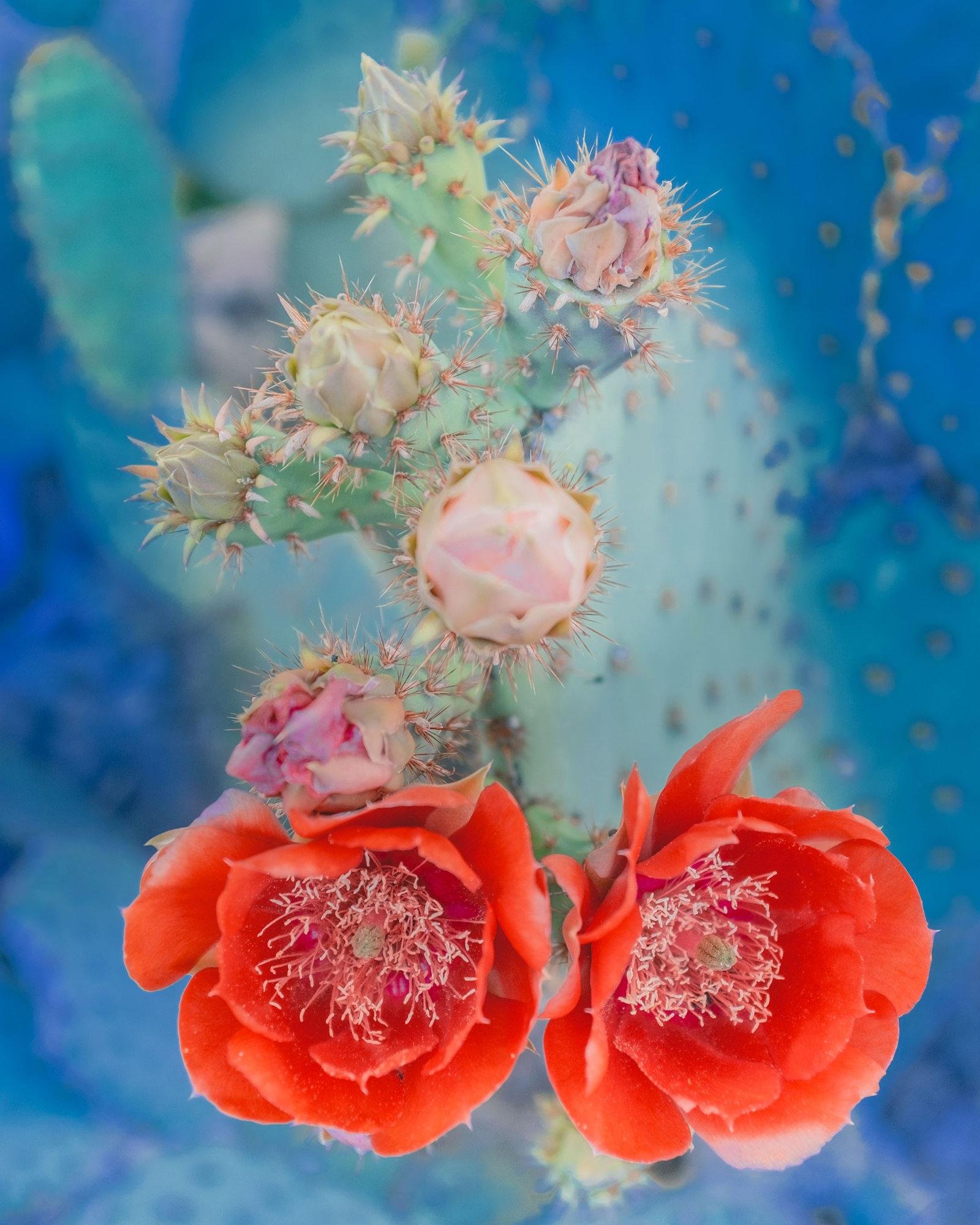 Desert Flowers #16