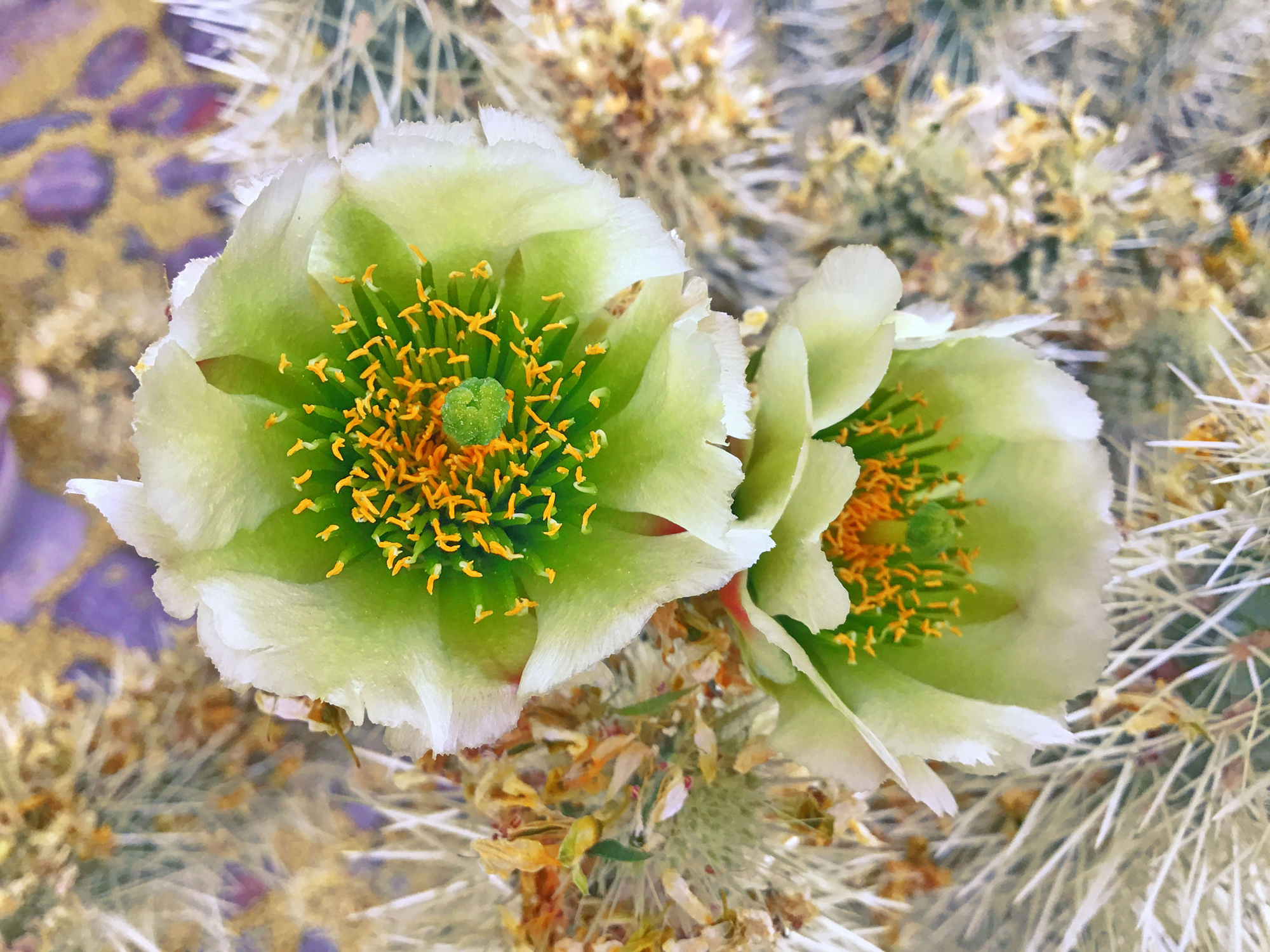 Green Cactus Flowers