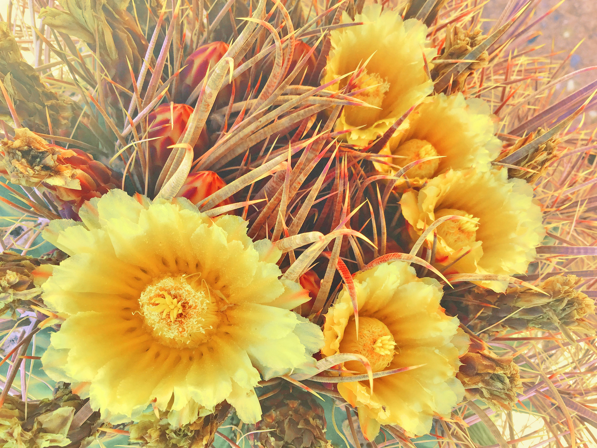Warm Yellow Barrel Cactus Flowers
