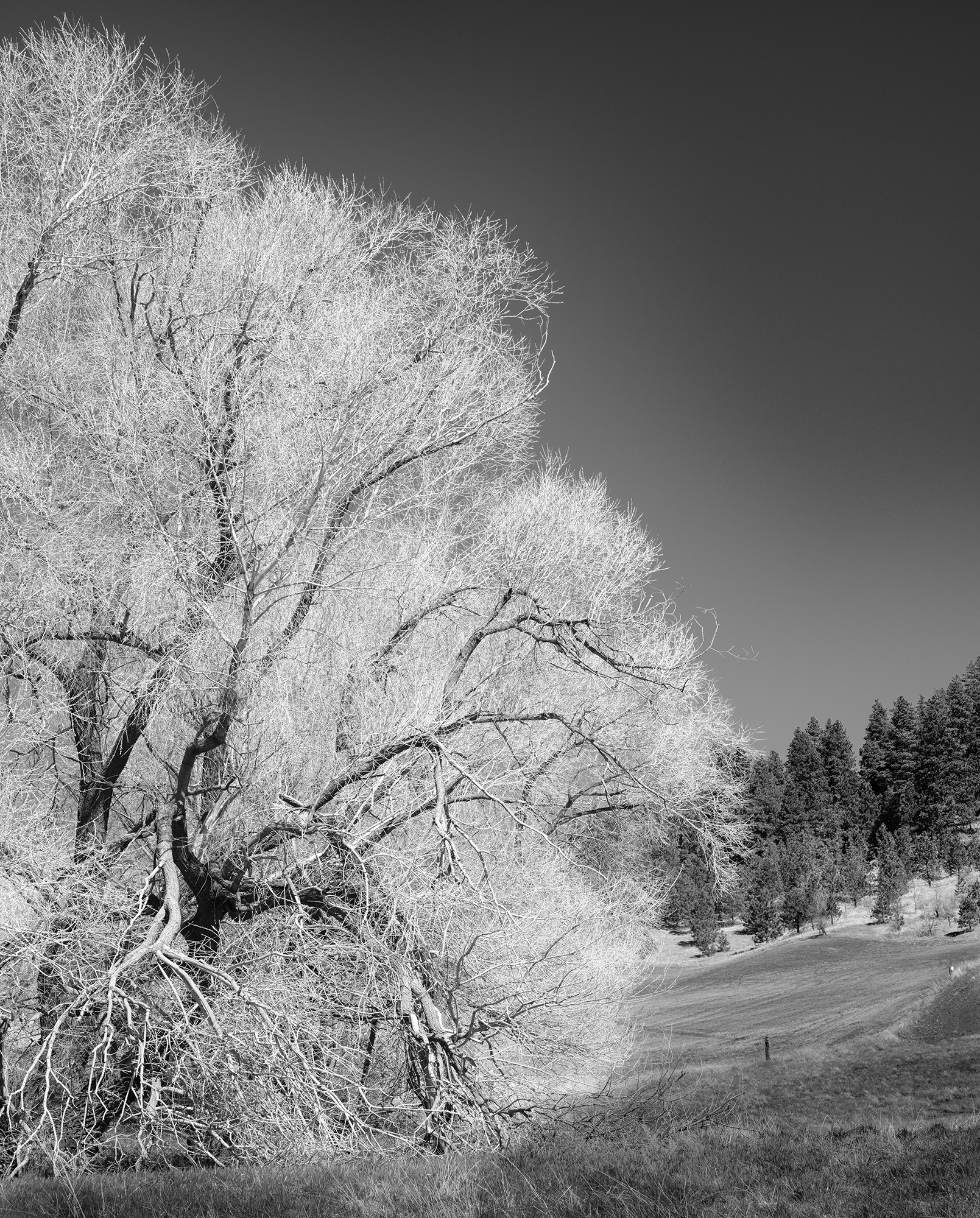 This image looks like an infrared exposure, but it is a straight monochrome conversion; the tree was blooming with yellow flowers, turned white by a “red filter” in Fuji’s film simulation.