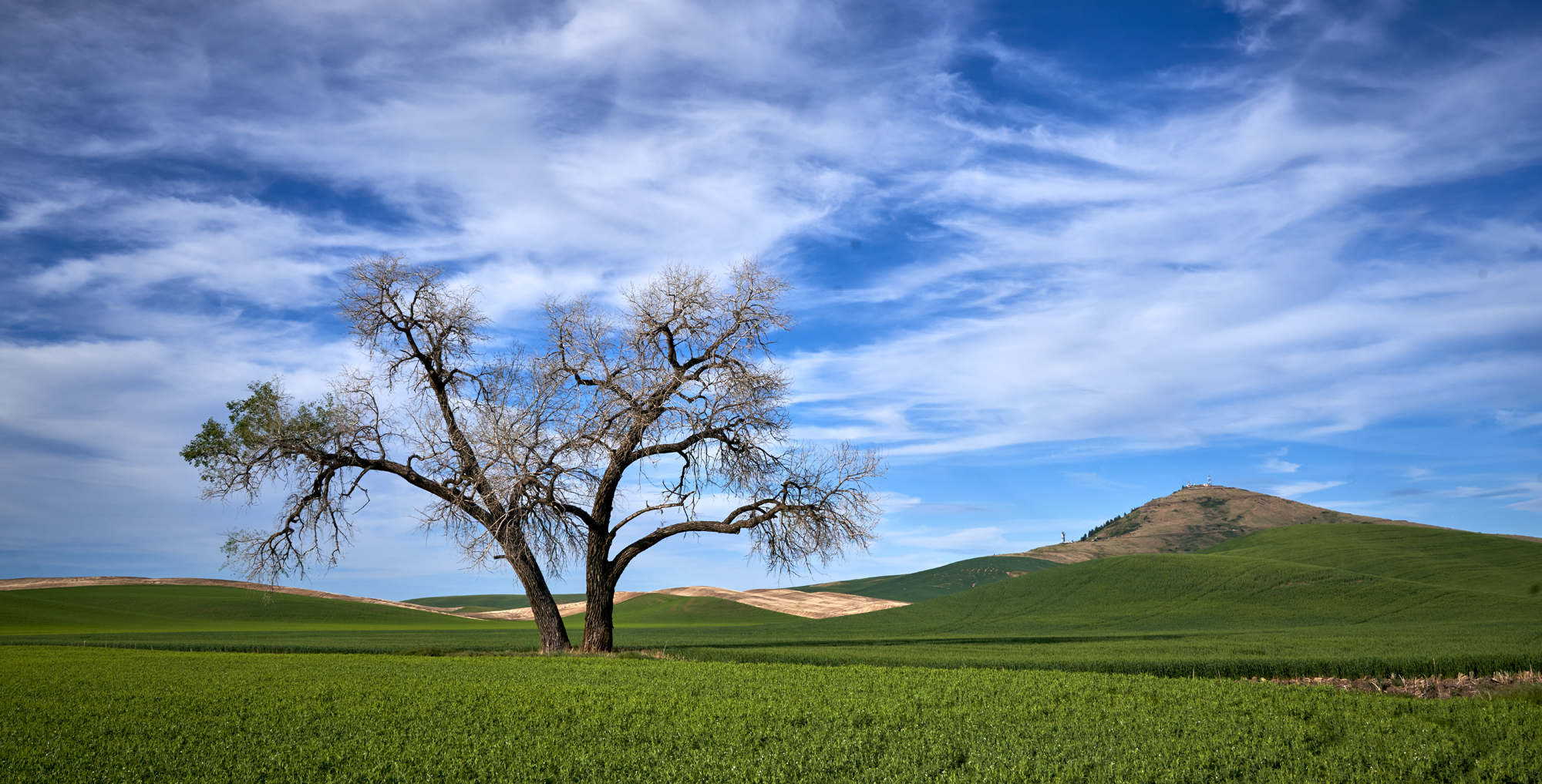 The lone tree with the infamous Steptoe Butte in the background