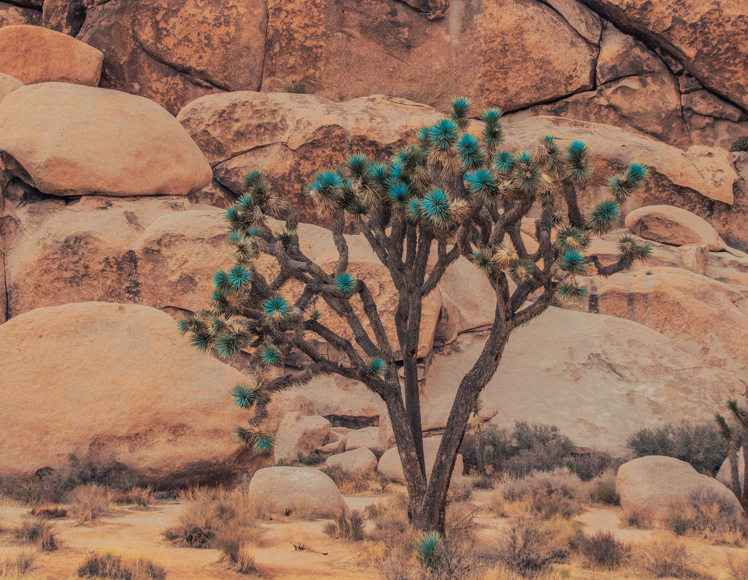 Joshua Tree with Turquoise Green leaves