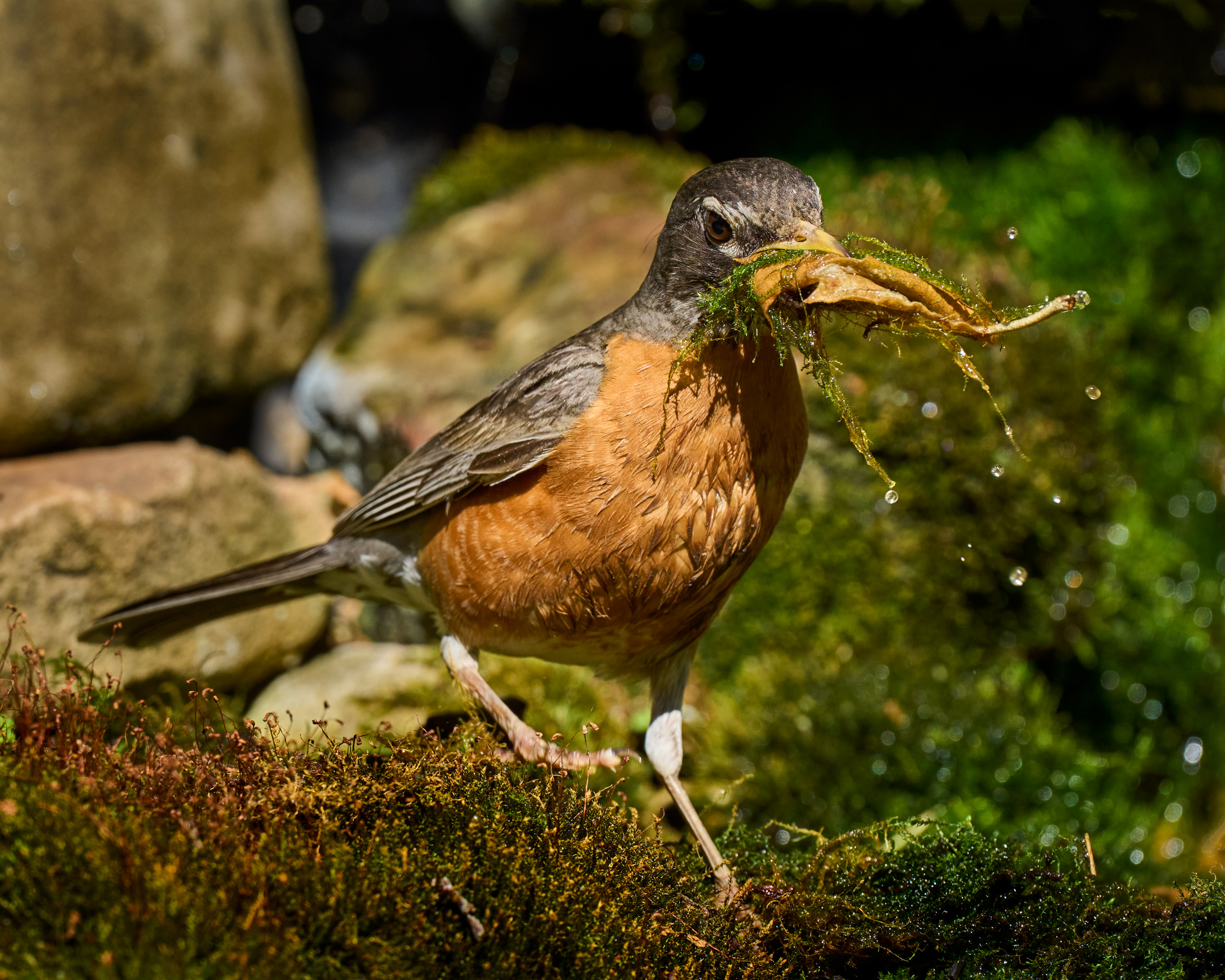 A robin gathering some moss for a nest