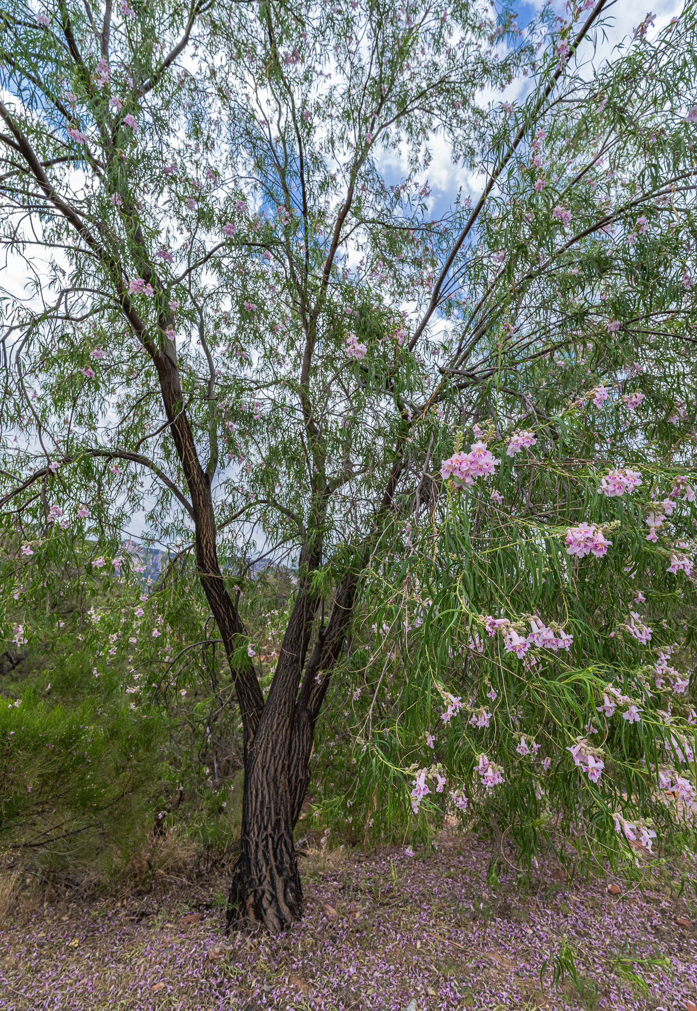Desert Willow Tree – Front View