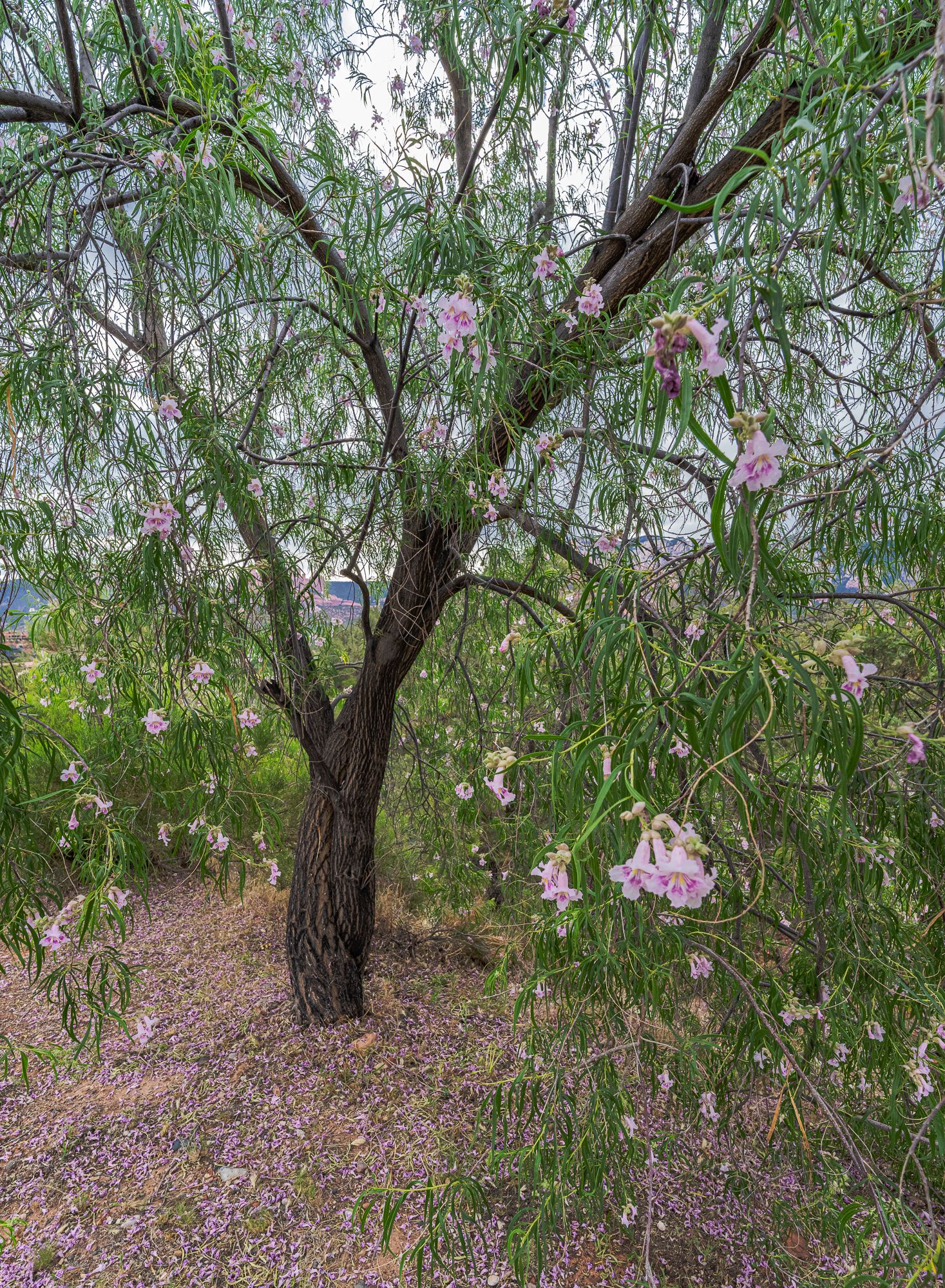 Desert Willow Tree – Side View