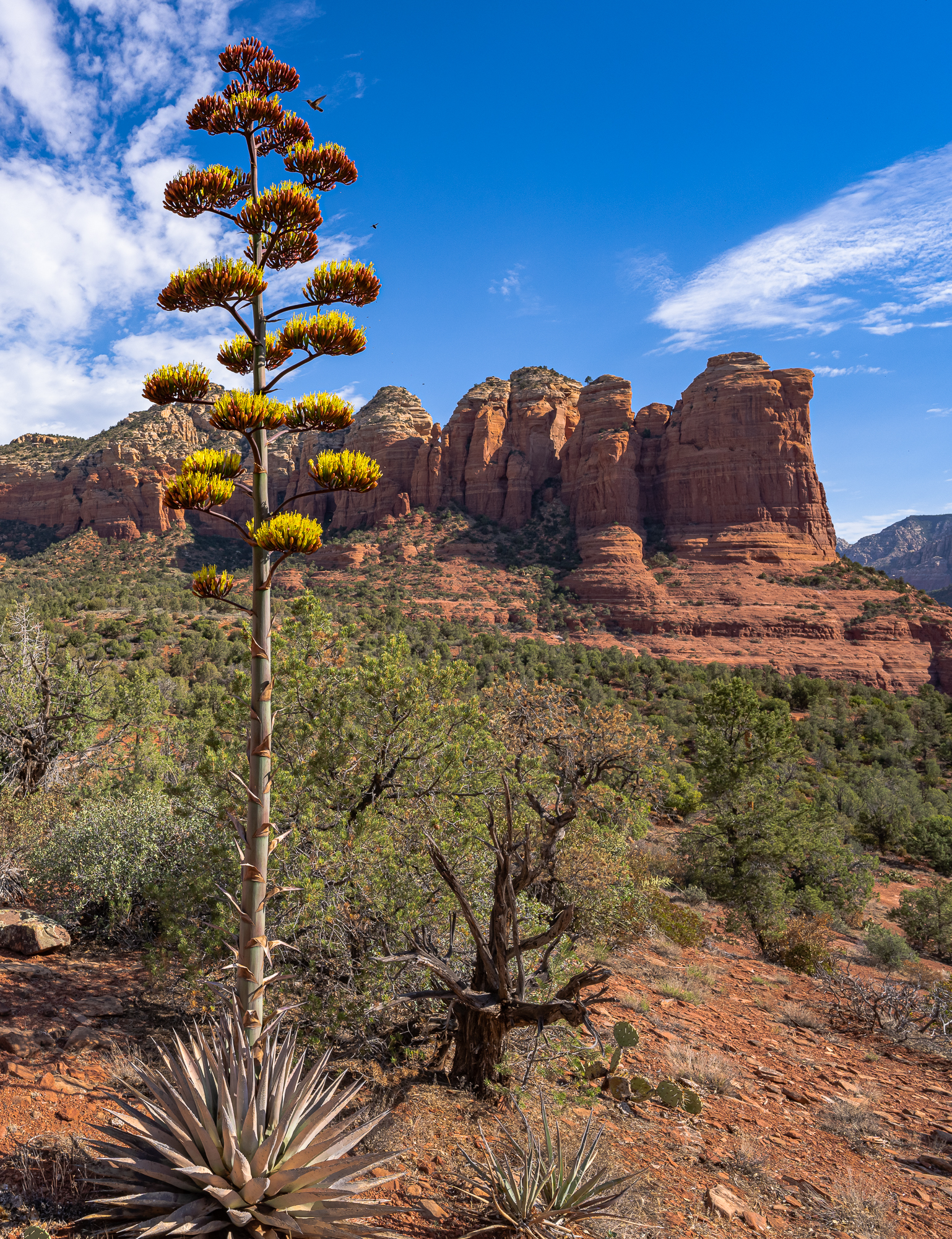 Agave Bloom & Coffeepot Rock” (cropped to a vertical