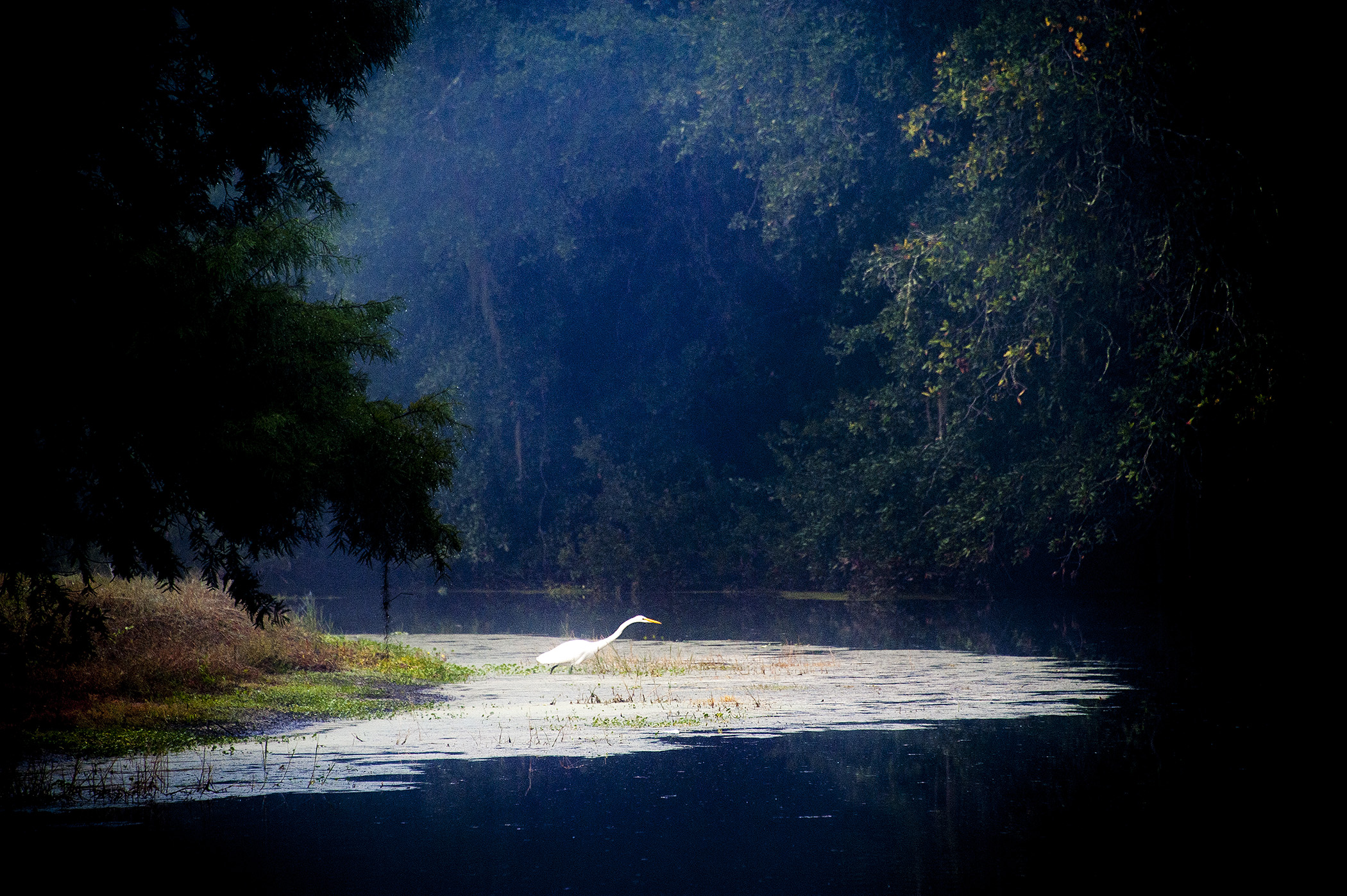 Egret-Fishing