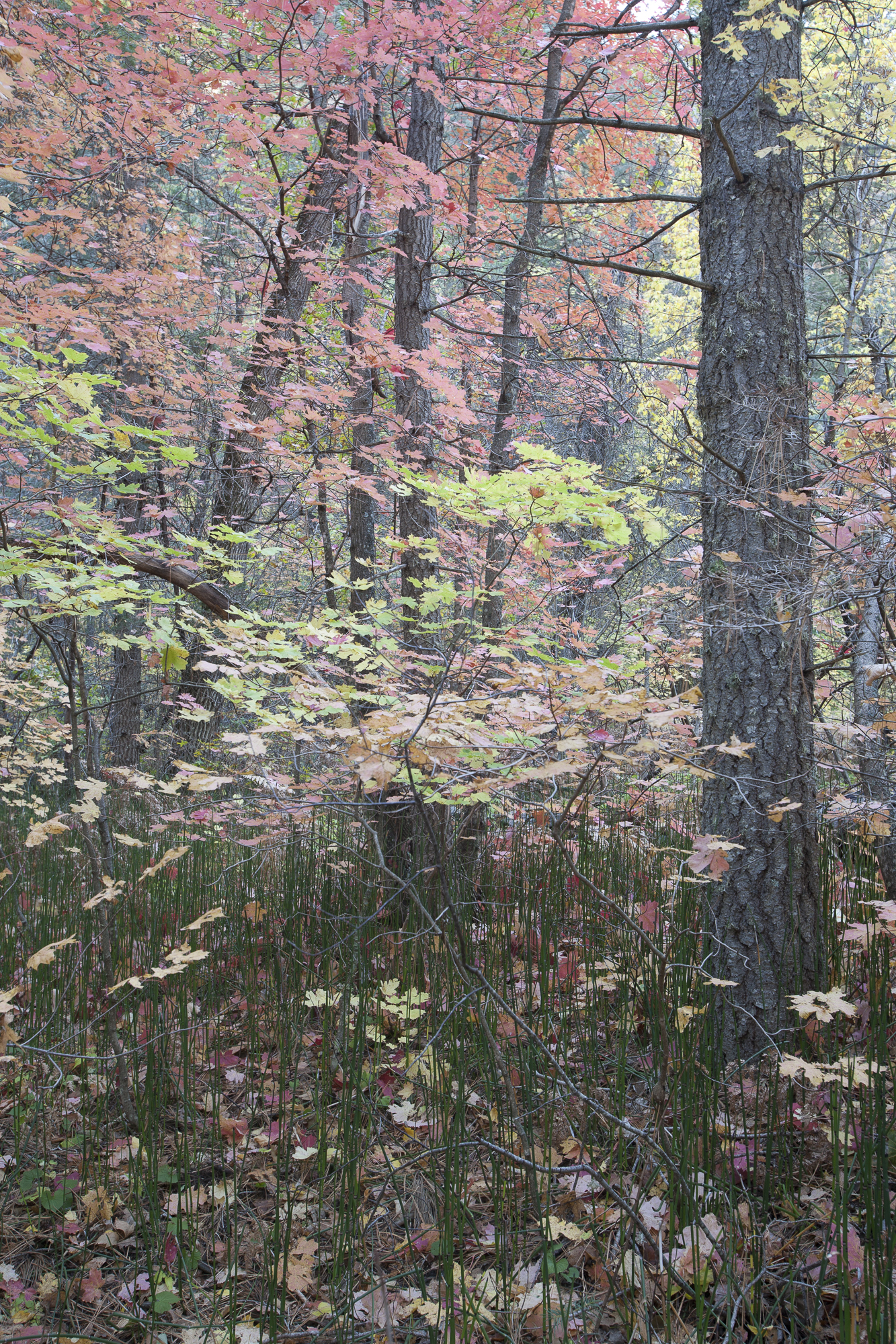 Horsetails & Maples in West Fork, RAW image