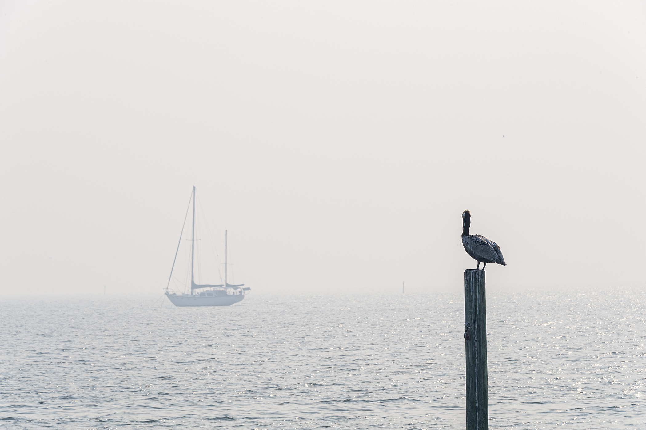 Pelican-in-the-Fog