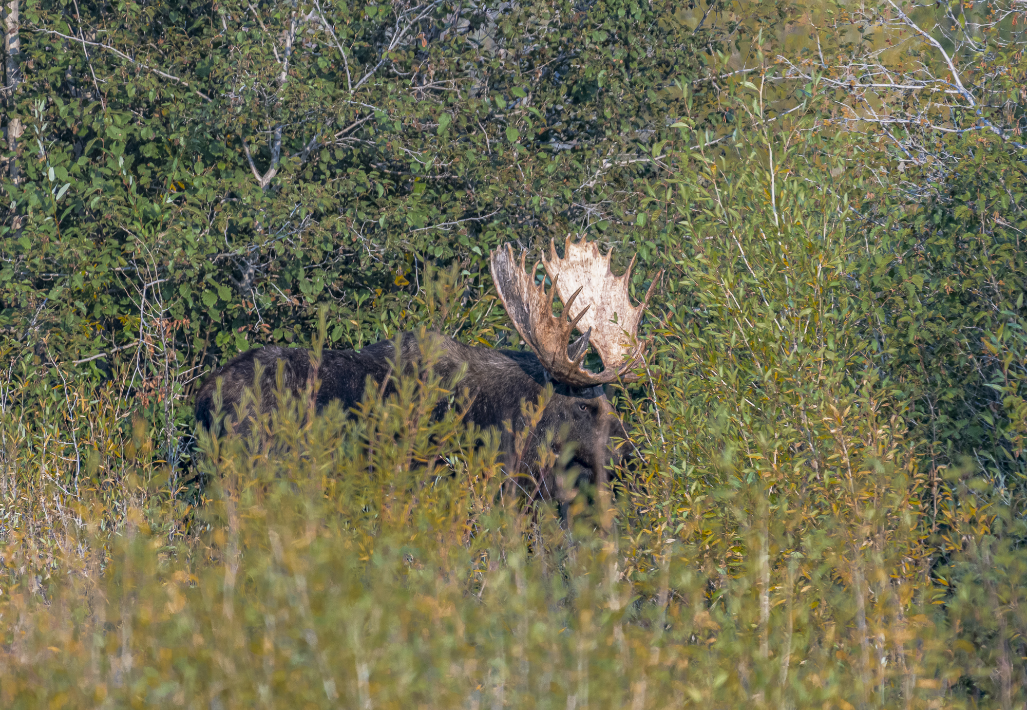 The Moose called Hoback, Teton NP