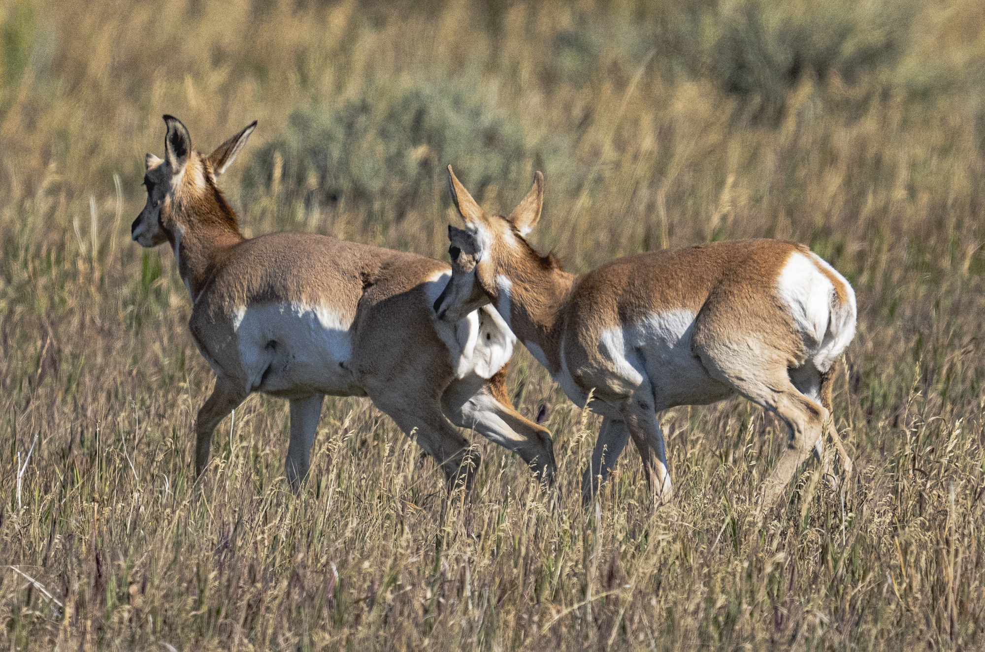 Young American Pronghorns)