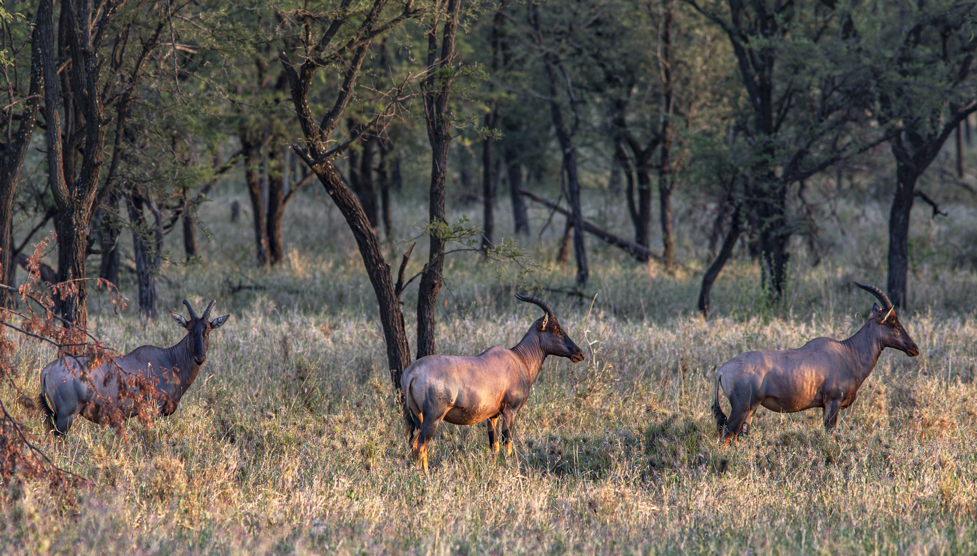Okapi, Tanzania, Africa 2008