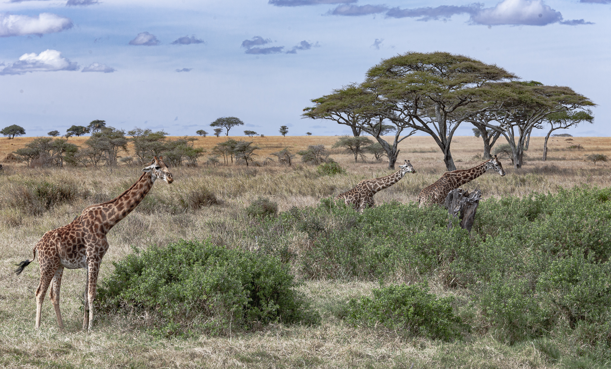 Giraffe, Tanzania, Africa 2008