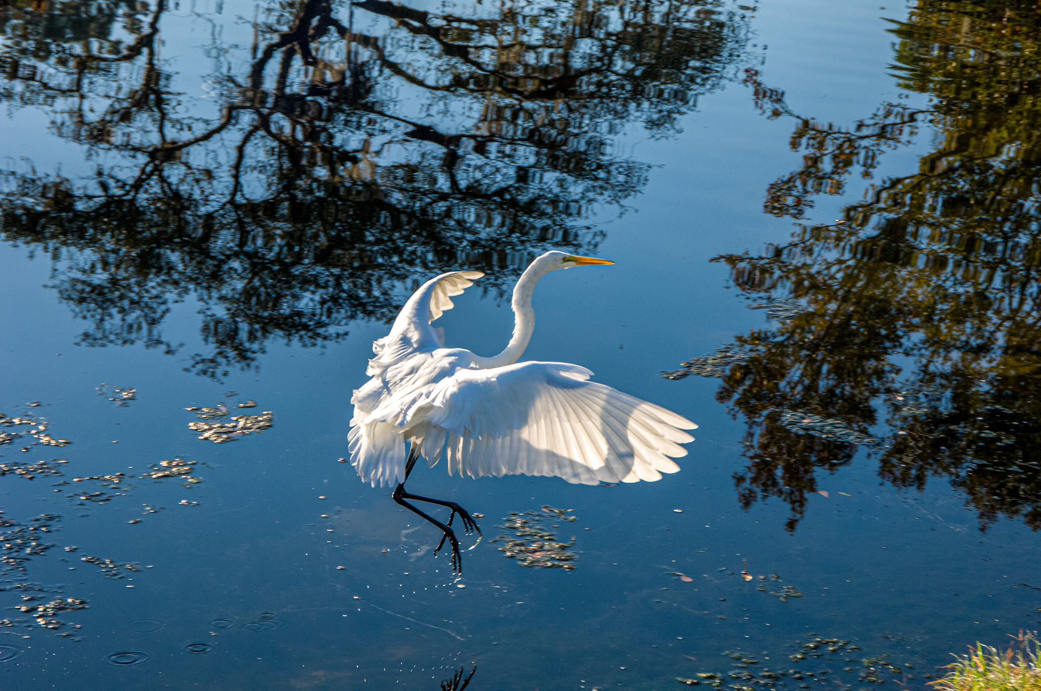 Egret-Landing