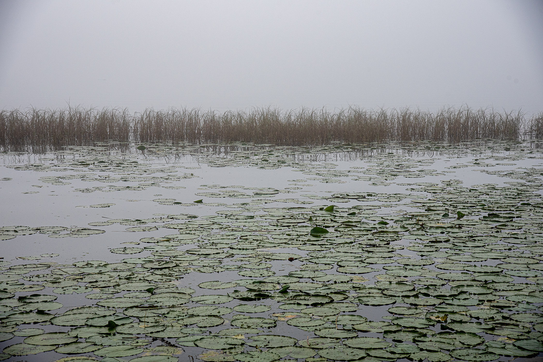 Fog-Reeds-and-Lily-Pads