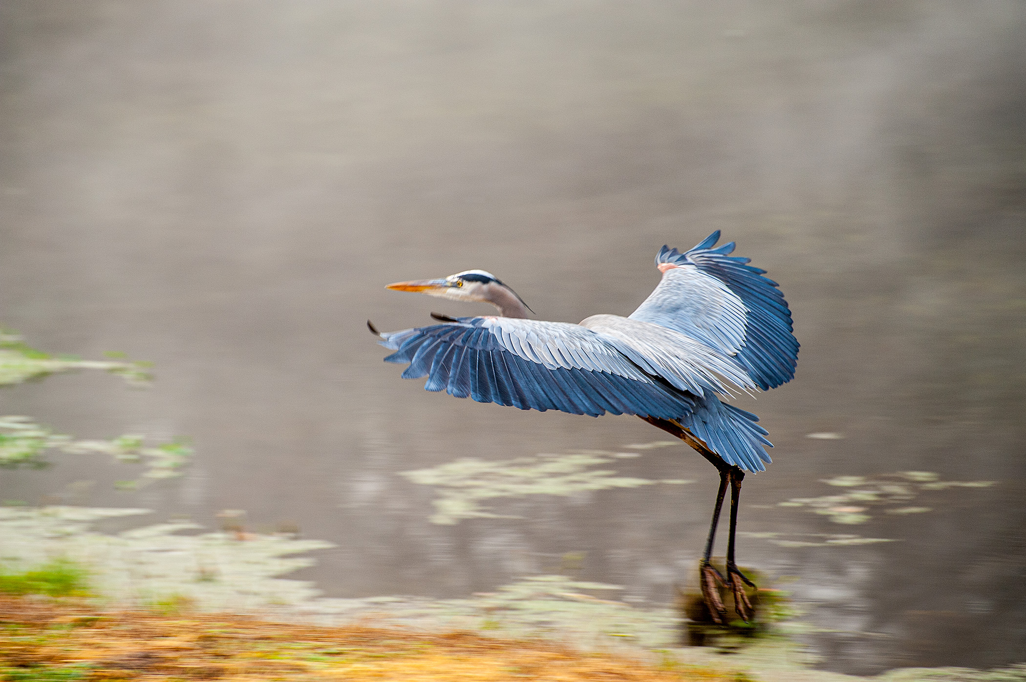 Great-Blue-Taking-Off