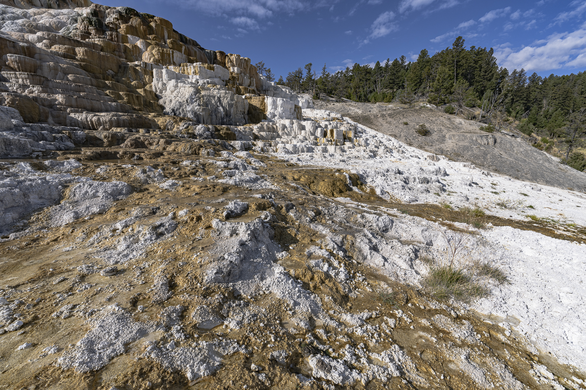 Mammoth Hot Springs Terraces adjoining forested land