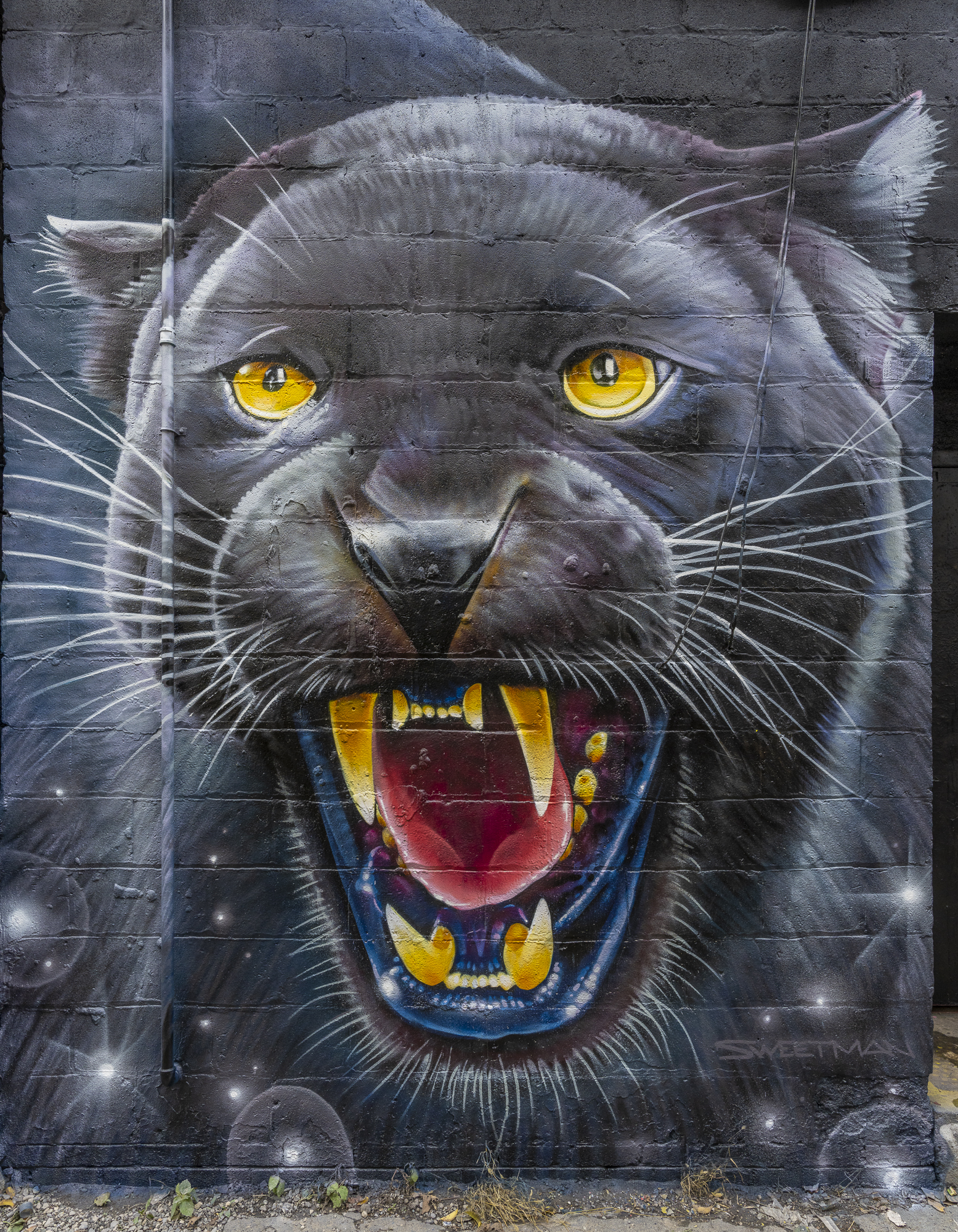Figure 20. The New Panther November 2021; Artist: Nick Sweetman
