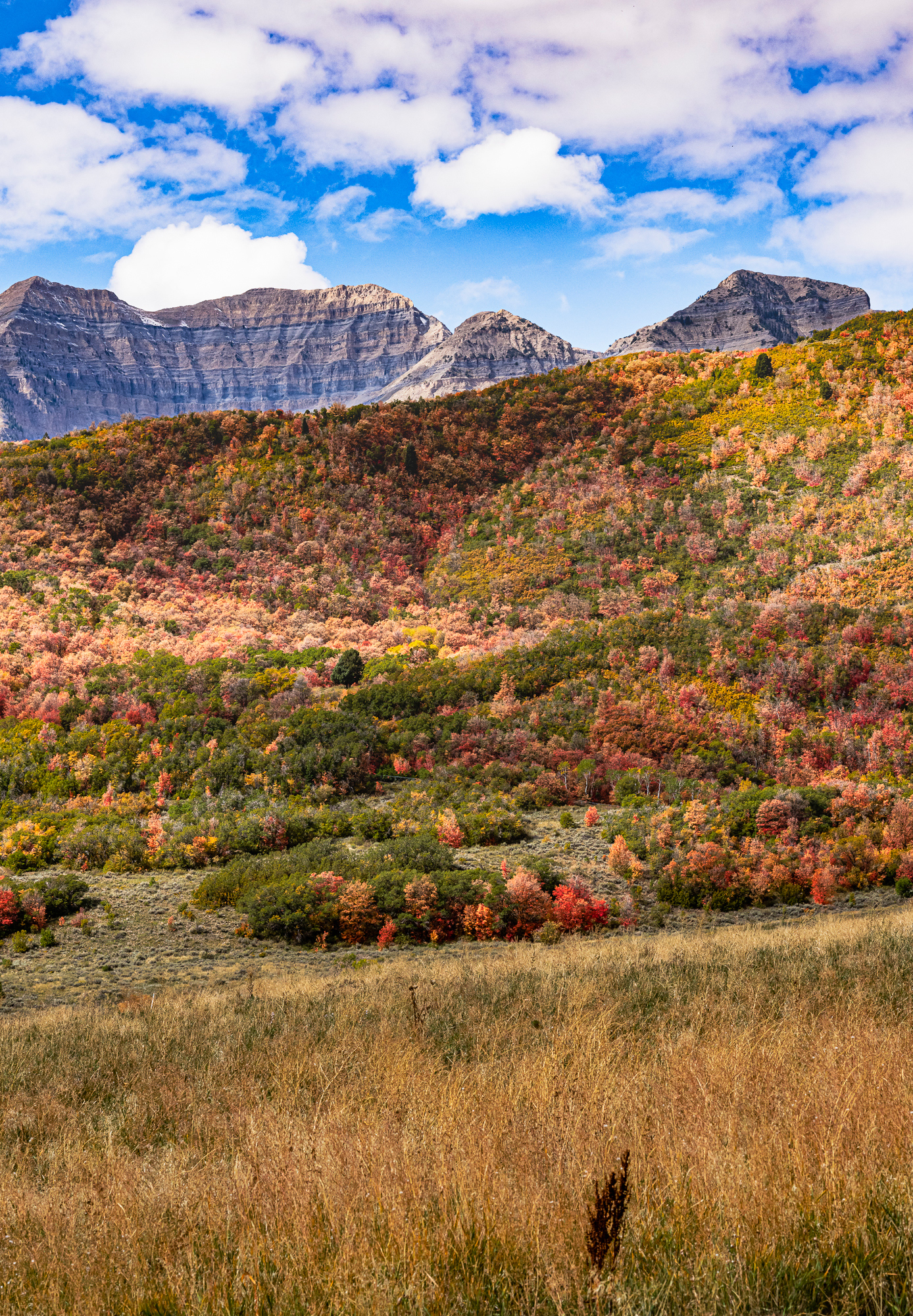 Fall Color, Provo, UT, View #1
