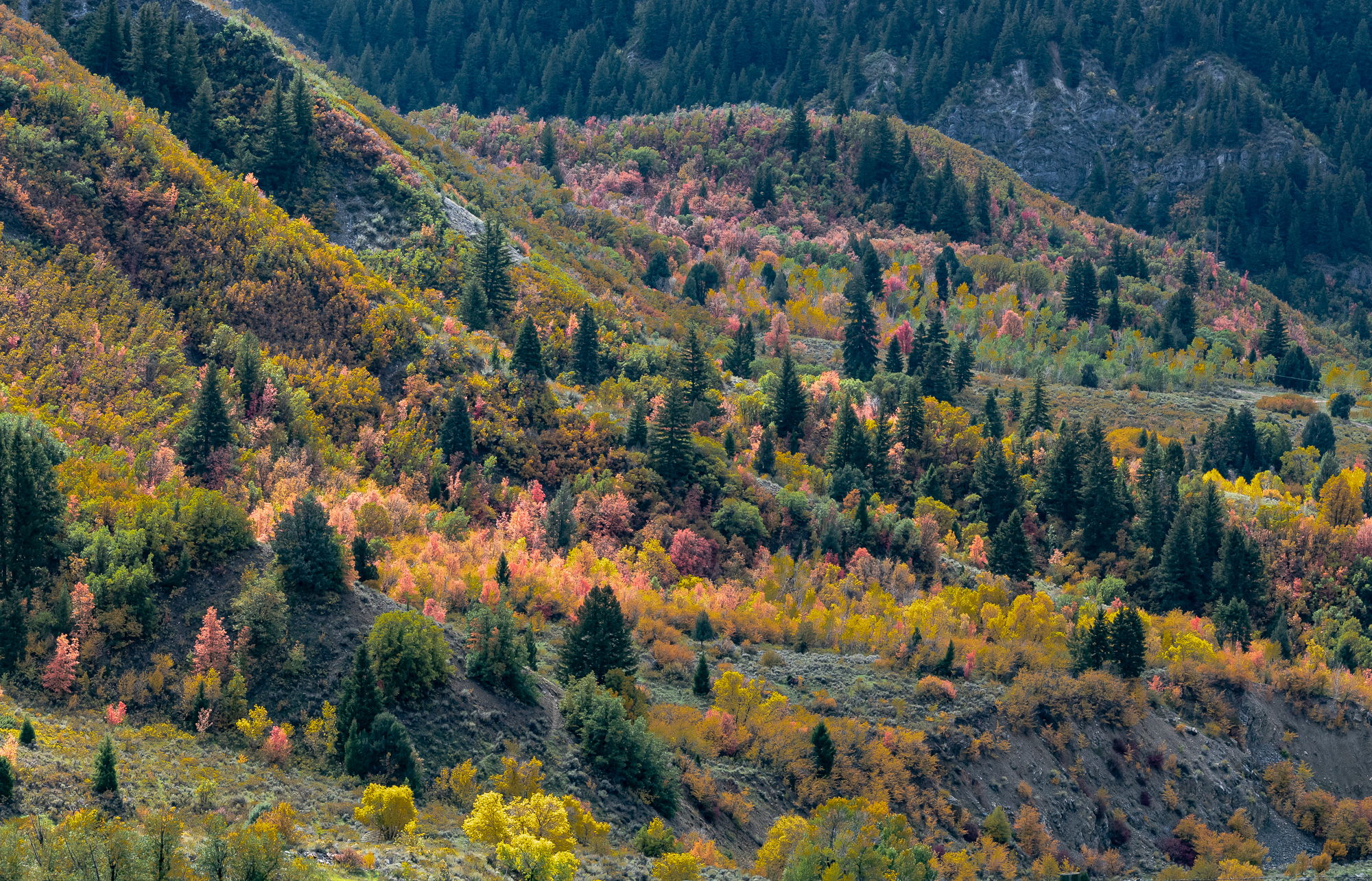 Fall Color, Provo, UT, View #2