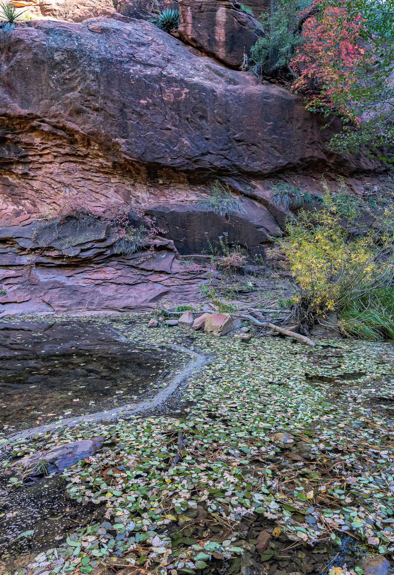 Fall foliage & fallen leaves, West Fork of Oak Creek, Sedona, AZ