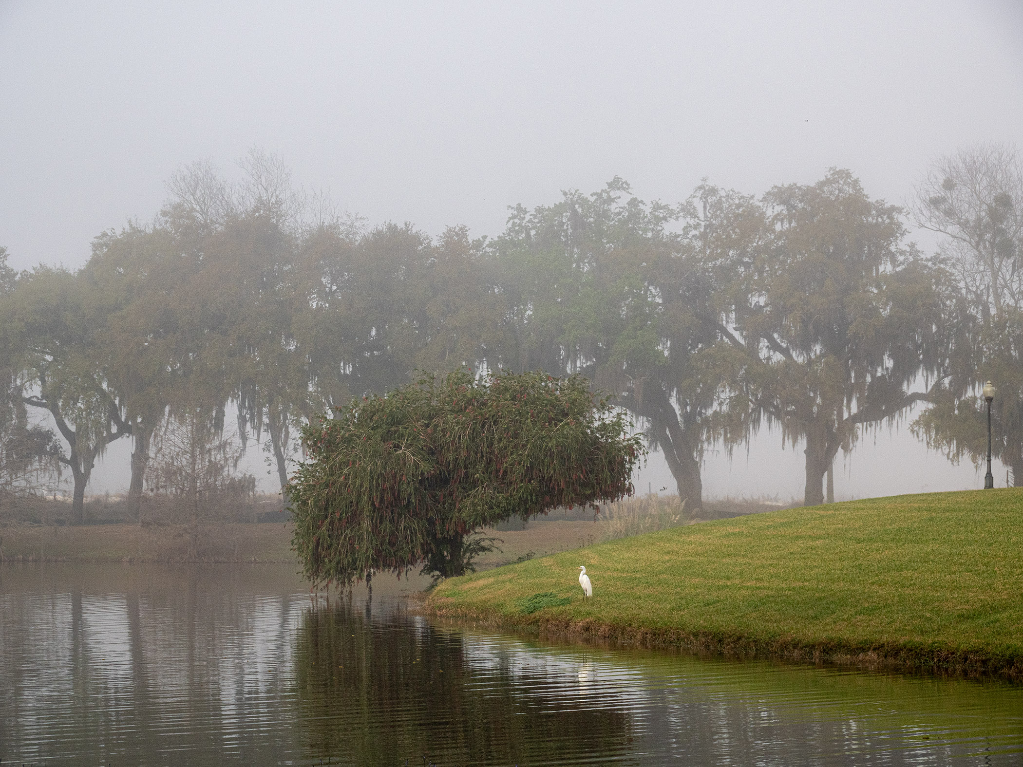 Egret-in-Fog
