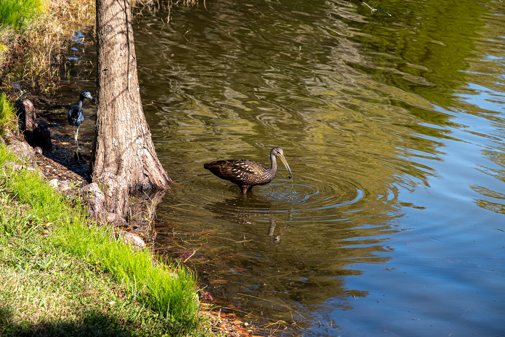 Little-Blue-and-Limpkin