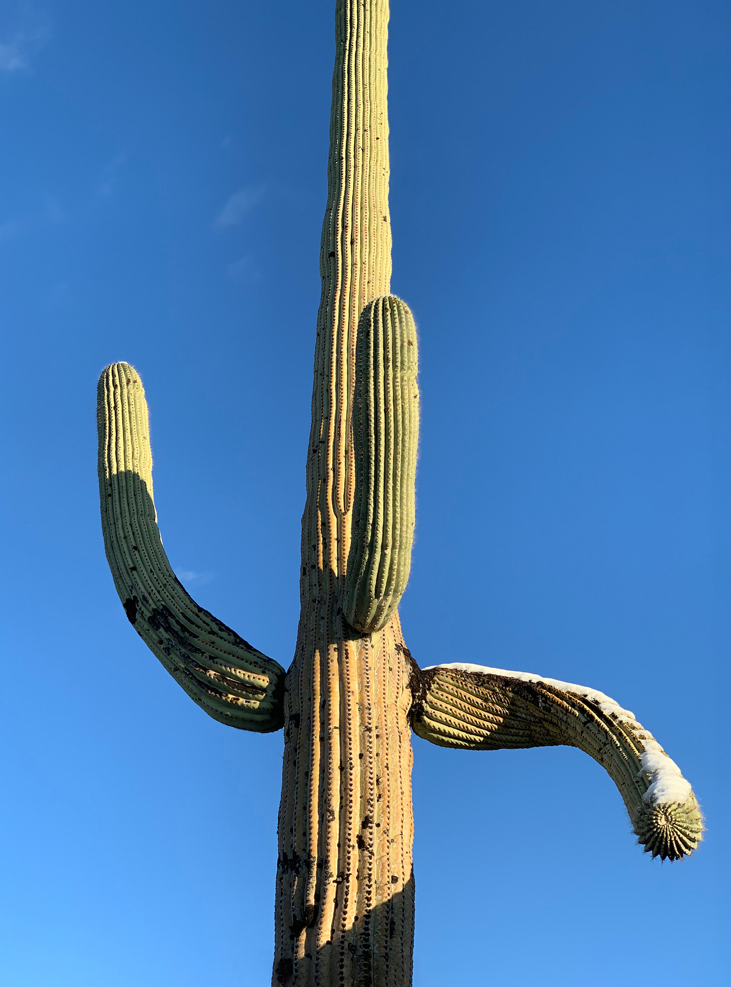 One of the many saguaro cactus shots captured on my iPhone. Notice the snow on the right arm? This was on the day after my birthday when the sun came out. Temps still in the 30’s though.