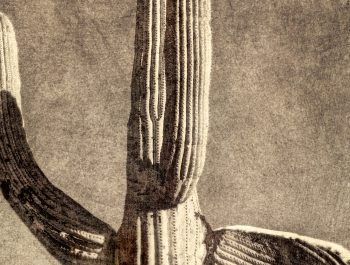 The Making of the Cactus TinType images